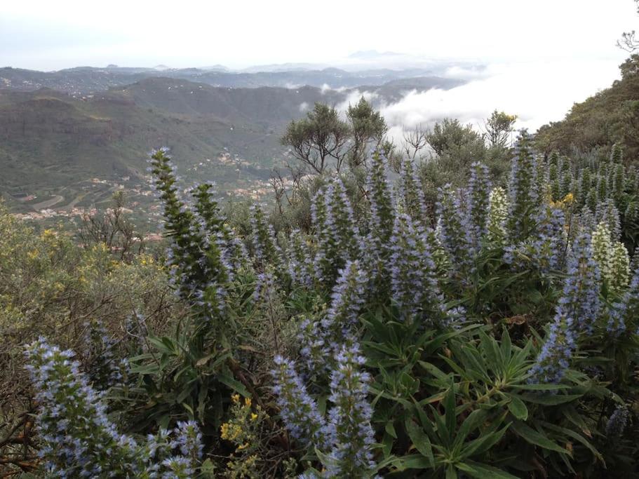 Tenteniguada Enjoy Nature Villa Las Palmas de Gran Canaria Zewnętrze zdjęcie